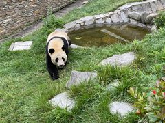 -卧龙中华大熊猫苑神树坪基地