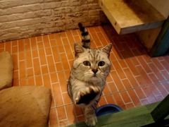 -猫咪博物馆(顶澳仔猫街店)