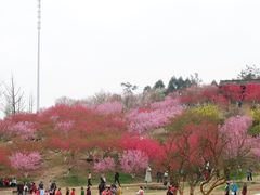 -秀丽东方