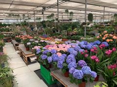 -三圣花乡旅游区