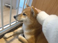 -南京Hallo宠物乐园·哈罗犬舍·柴犬繁育基地