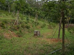-大屏嶂森林公园