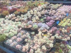 小梅花店 图片 甪直 大众点评网 小梅花店 图片 甪直 大众点评网