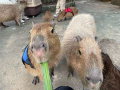 -深圳野生动物园