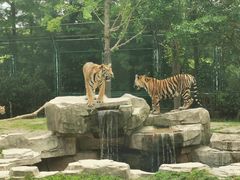 -上海野生动物园老虎餐厅