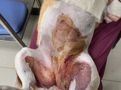 -伟伟宠物医院·CT影像中心·瑞派犬猫综合性门诊(汉口总院)