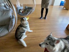 -Husky Go! 哈士奇体验馆·宠物咖啡厅狗咖