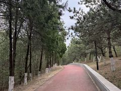 -云岗森林公园