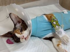 -北京观赏动物医院·24小时大型综合·猫专科·异宠专科