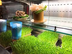 活体豆苗-蜀大侠火锅(四川北路店)
