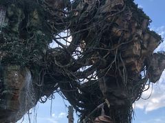 -奥兰多迪士尼动物王国乐园