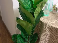 -中环花鸟鱼虫市场