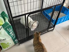 -派美特宠物医院·核磁CT·骨科肿瘤·疑难转诊(沈农禾丰店)