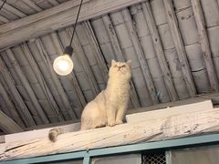 -喵屿·大理花园猫咖