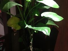 -绿茶餐厅(布吉万象汇店)