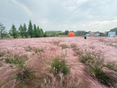 -滕州微山湖红荷湿地景区