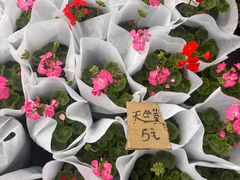 -龙大花卉苗木市场