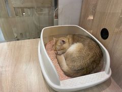 -BABIT巴比特宠物(MOMOPARK店)