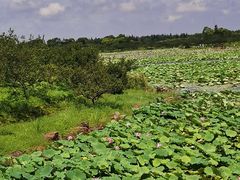 -上海海湾国家森林公园