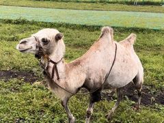 -新疆那拉提国家旅游度假区