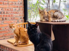 -豆逗聊愈猫阁Easy Life
