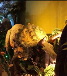 -恐龙探索乐园(磁器口店)