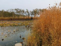 -绿堤公园