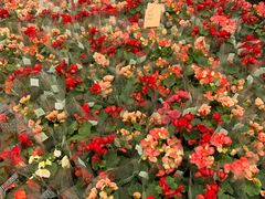 -龙大花卉苗木市场