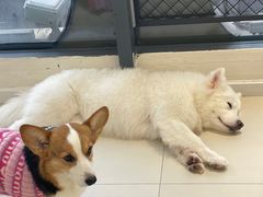 -怪兽屋·羊驼·猫咖·狗咖(俊华广场店)