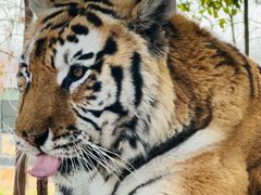 -上海野生动物园老虎餐厅