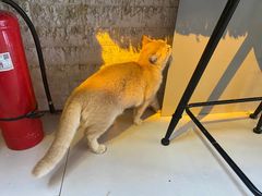 -平行世界·猫咖(首经贸店)