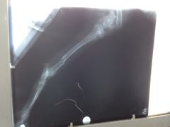 -瑞派福兴宠物医院犬猫全科·骨科·中西医结合(河东店)