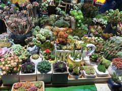 -朝来春花卉市场