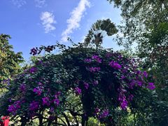 -中国科学院西双版纳热带植物园