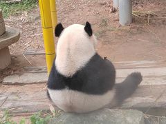 -广州长隆野生动物世界