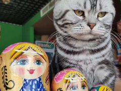 -喵店&猫咖