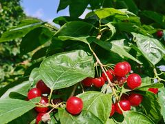 -樱桃山旅游景区