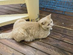 -有猫主题·治愈系猫咖(曾厝垵店)