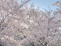 -苏州上方山国家森林公园