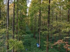 -黄海国家森林公园