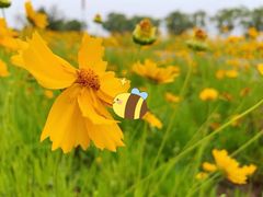-西京湾花海