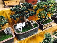 -龙大花卉苗木市场