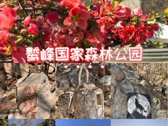-北京鹫峰国家森林公园