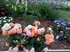 -深圳国际园林花卉博览园