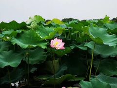 -荷塘月色湿地公园·向阳花洲
