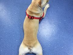 -宠颐生动物医院·心脏科·保险定点(锦阳分院)