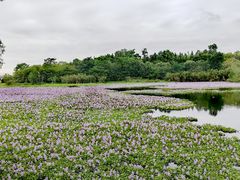 -白鹭湾湿地公园