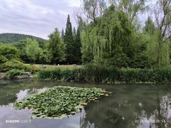 -习家池
