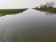 -微山湖红荷湿地景区