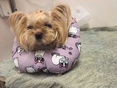 -纳吉亚猫专科动物诊疗中心(蒋宅口分院)